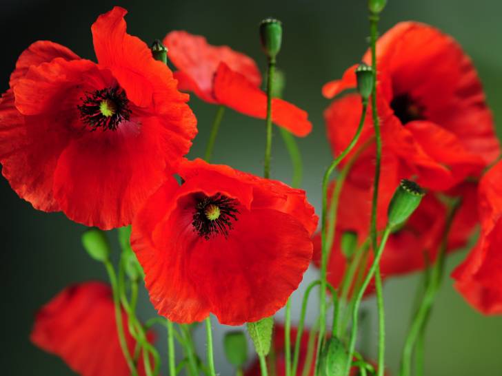 Des fleurs de coquelicot en gros plan