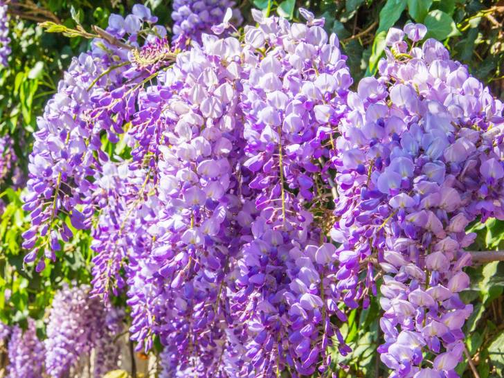 Des grappes de fleurs de glycine