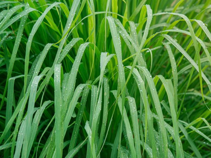 Vue en gros plan d'un plant de citronnelle