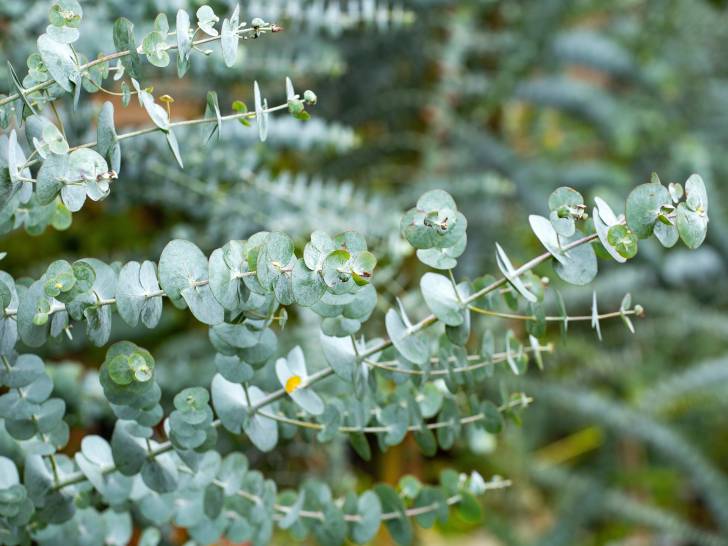 Des branches et fleurs d'eucalyptus