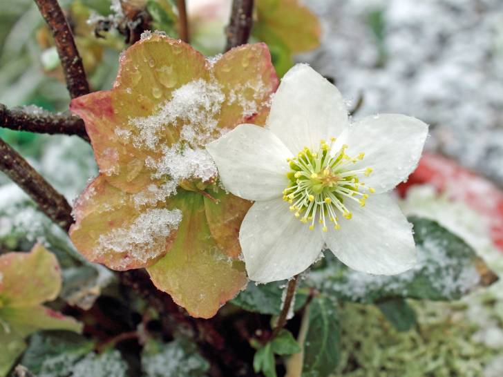 Une rose de Noël sous la neige