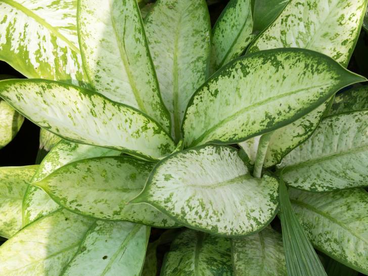 Un dieffenbachia aux feuilles tachetées