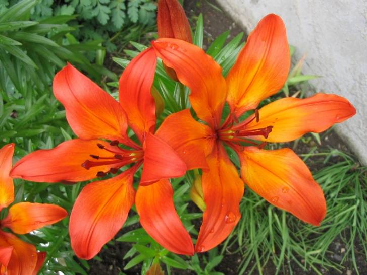 Un lif avec de belles fleurs orange vif