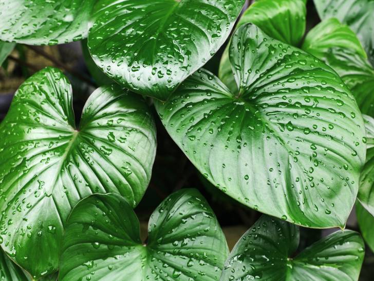 Vue proche de feuilles de philodendron