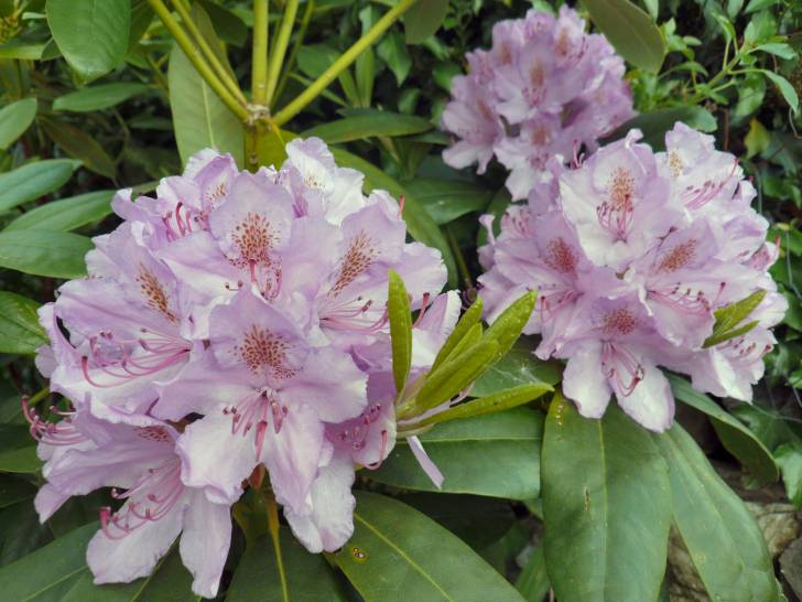 Des rhododendrons roses et blancs