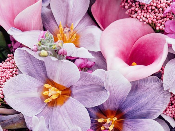 Plein de belles fleurs roses et toxiques