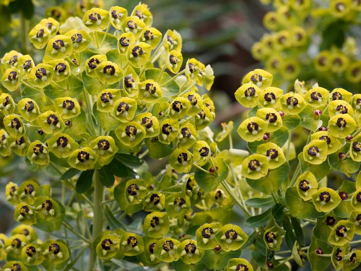 Vue proche d'euphorbe dans un jardin