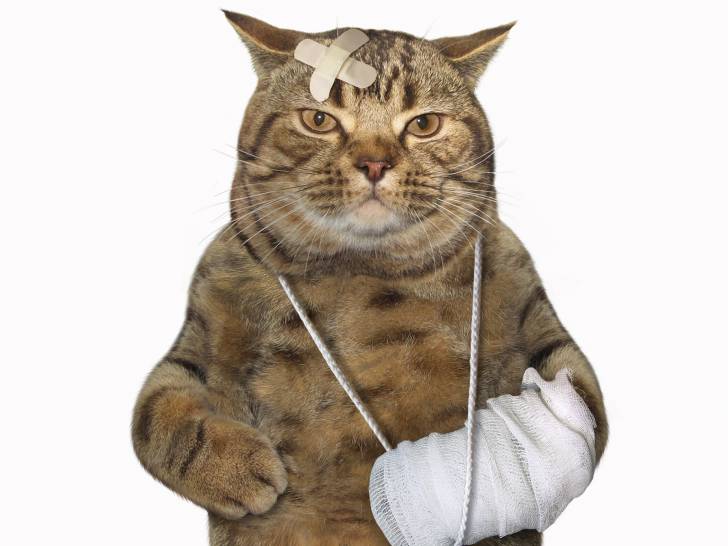 Les différents risques d'accidents pour le chat à l'extérieur
