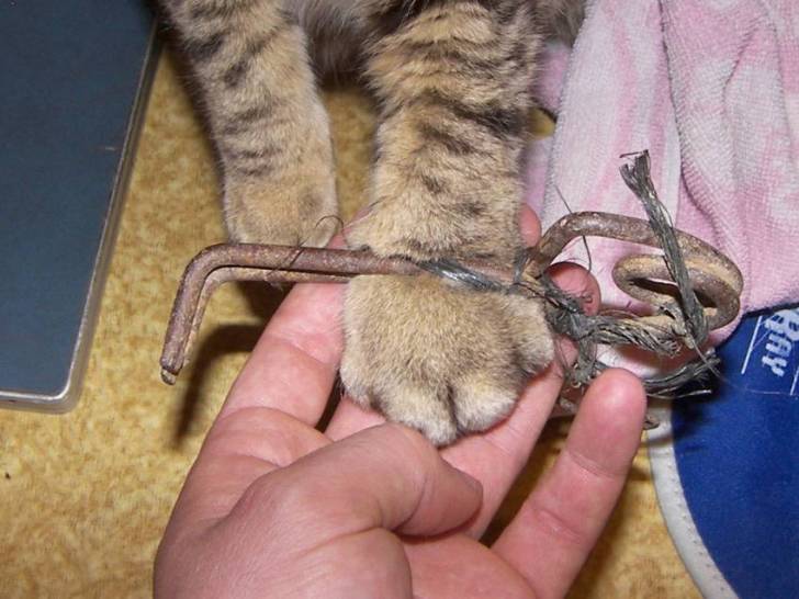 Les dangers du voisinage pour le chat