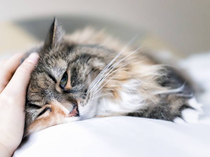 Un chat couché et affaibli