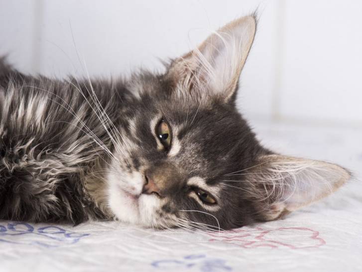 Chat couché en état de choc
