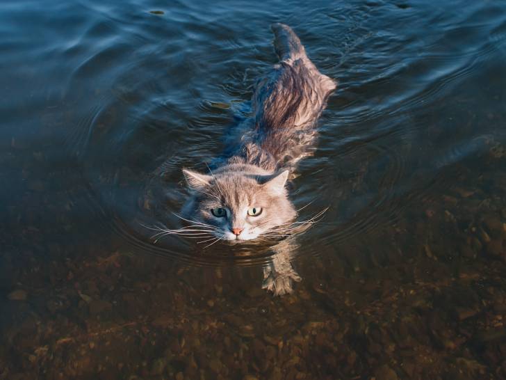 Un chat roux qui nage