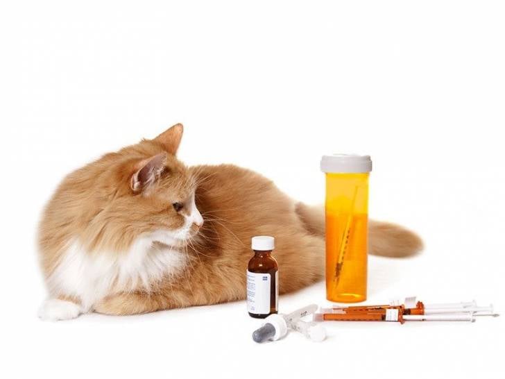 Médicament pour chat : Comment donner un médicament à son chat ?