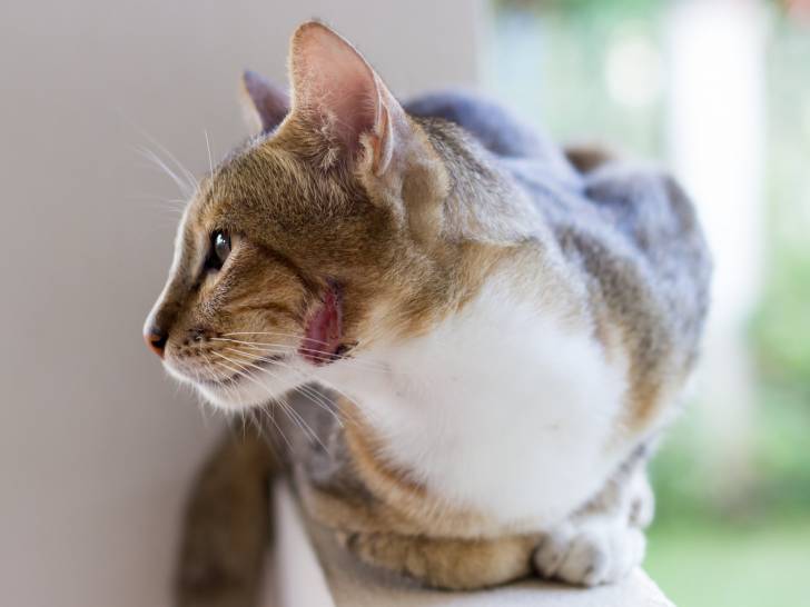 Soigner Une Plaie Le Traitement D Une Plaie Chez Le Chat