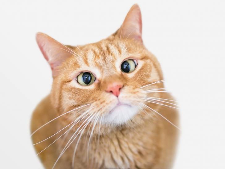 Chat Qui Louche Le Strabisme Chez Le Chat