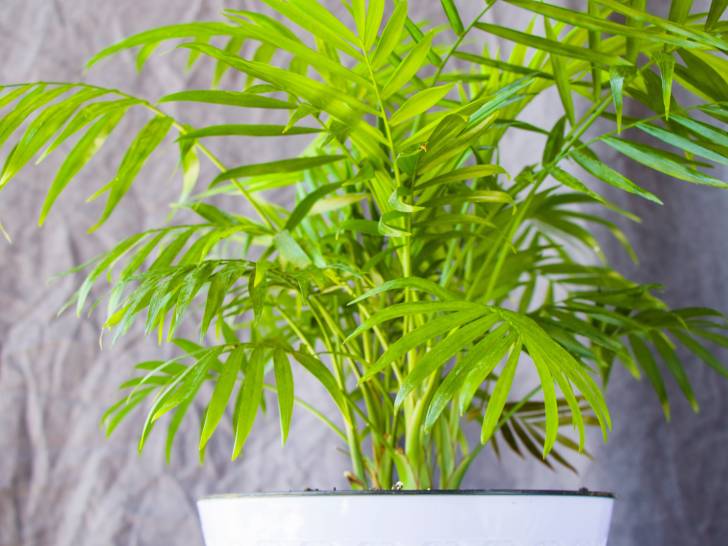 Un palmier areca dans un pot en appartement