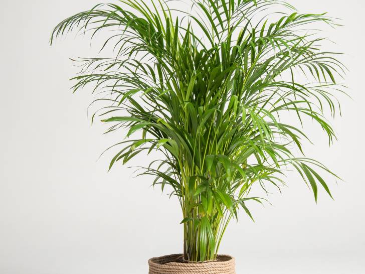 Un palmier kentia en pot sur un fond gris