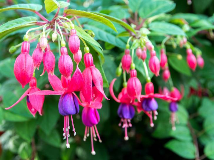 Vue proche de fleurs de fuchsia