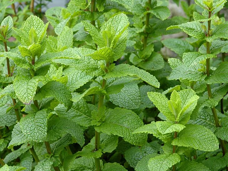 Vue proche de plants de menthe verte