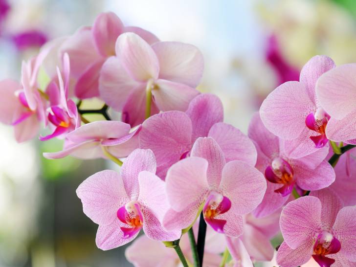 Vue proche de fleurs d'orchidée rose
