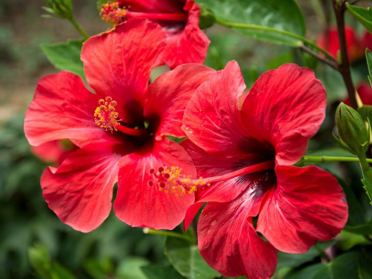 Vue proche de deux fleurs d'hibiscus rouge