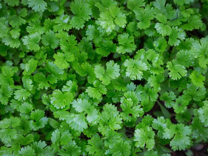 Des plants de coriandre vus de dessus