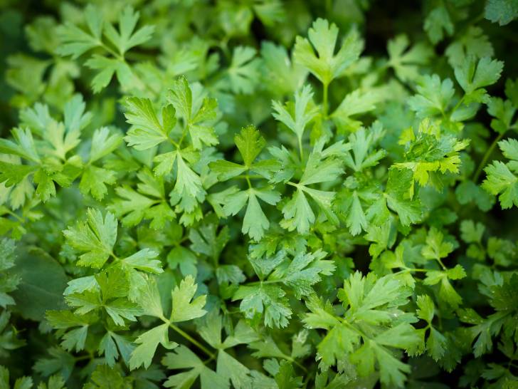 Des feuilles et tiges de persil sur un fond noir