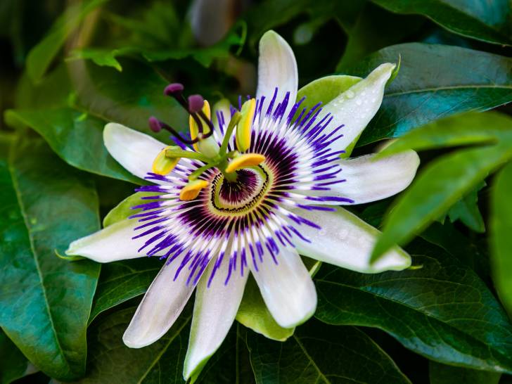 Vue proche d'une fleur et de feuilles de passiflore