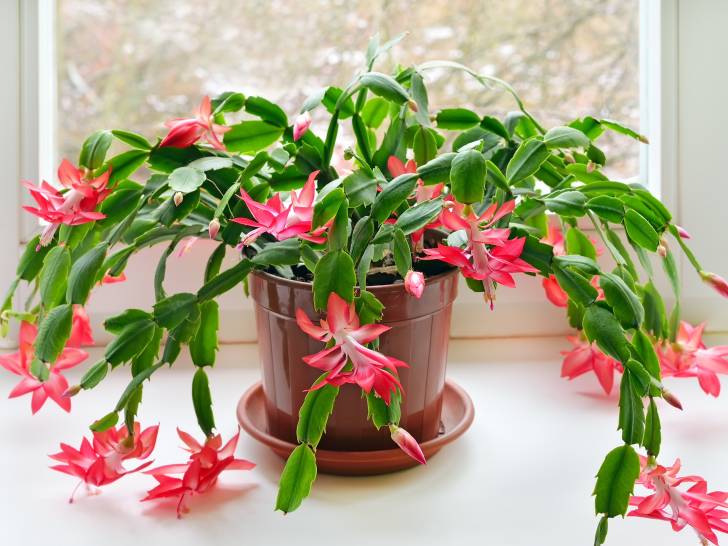 Un cactus de Noël en pot devant une fenêtre