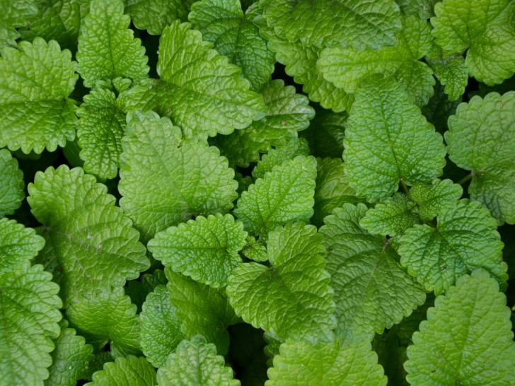Des feuilles et plants de mélisse vus de dessus