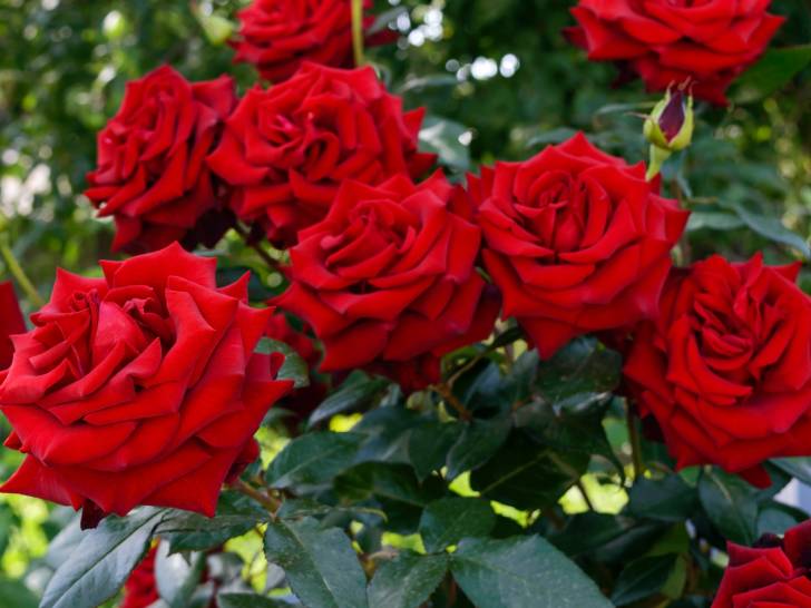 Un gros rosier avec des roses rouges