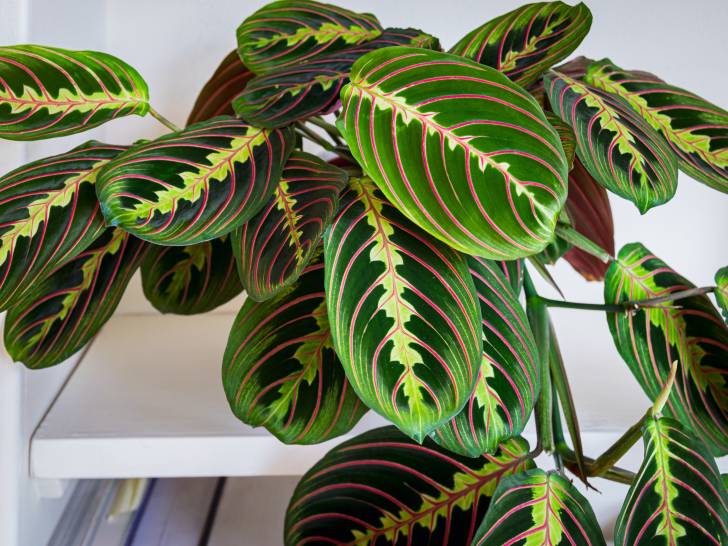 Un maranta leuconeura en pot sur une étagère