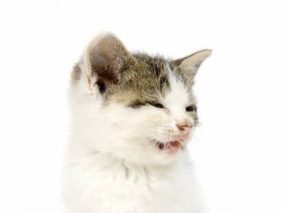 Un chat bicolore souffrant d'une allergie