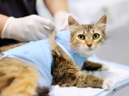 Un chat blessé chez un vétérinaire