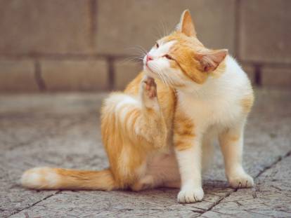 Un chat roux se gratte avec la patte dans la rue