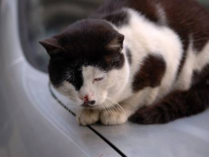 Un chat noir et blanc souffrant de la leucose