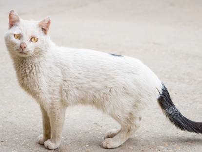Un chat blanc avec une queue noir en mauvaise santé