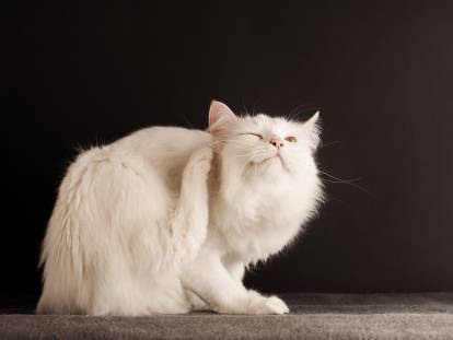 Un chat blanc à poil long se frottant les oreilles