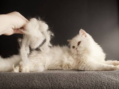 Un chat blanc à poil long perdant beaucoup de poils au brossage
