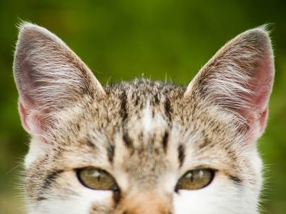 Les Maladies D Oreille Du Chat Prevention Detection Et Traitement