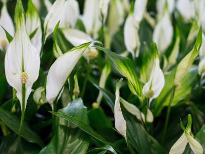 Le spathiphyllum est-il toxique pour les chats ?