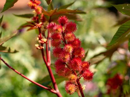 Vue proche d'une branche de ricin avec des graines