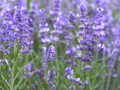 Vue proche de fleurs de lavande dans un champ