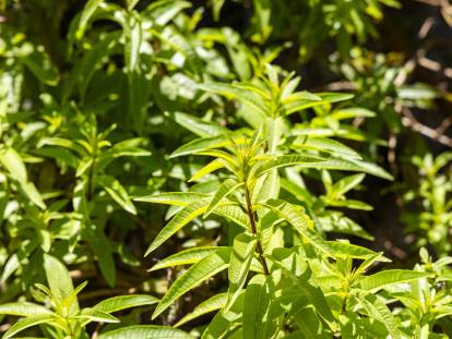 Des branches de verveine citronnelle