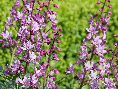 Des plants de fraxinelle en fleurs dans un champ