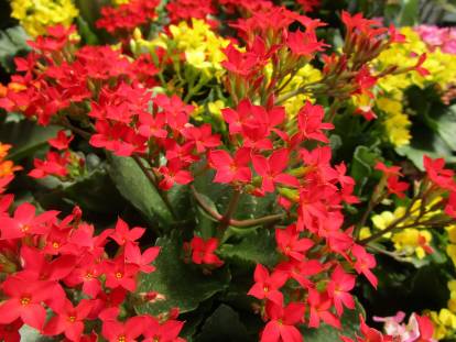 Un kalanchoé avec des fleurs rouges et jaunes