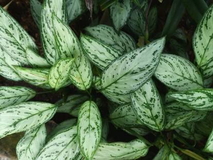 Un aglaonema vu du dessus