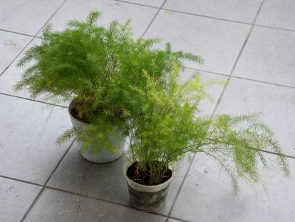 Des petits asparagus en pot dans un appartement