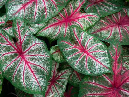 Des feuilles de caladium vertes et rouges