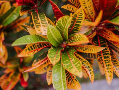 Des crotons avec des feuilles multicolores vus de dessus